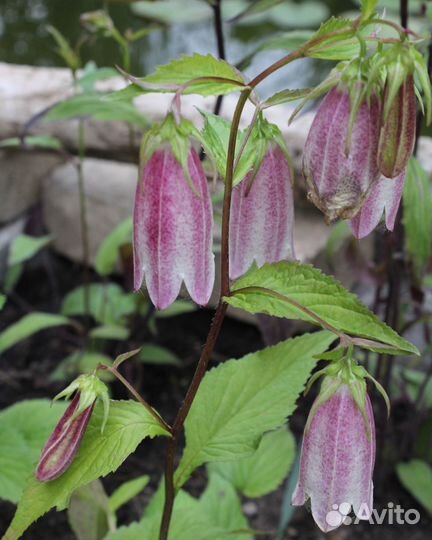 Колокольчик точечный такесима