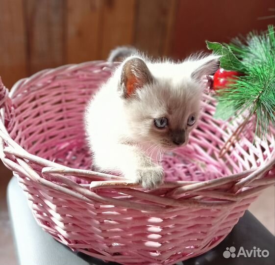 Кошка в дар
