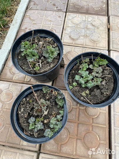 Аконит или борец