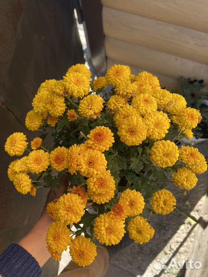 Хризантемы мультифлора