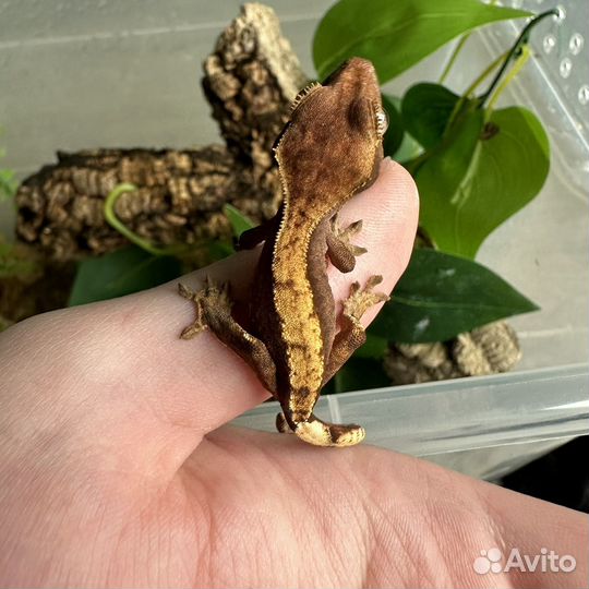 Геккон Бананоед реснитчатый