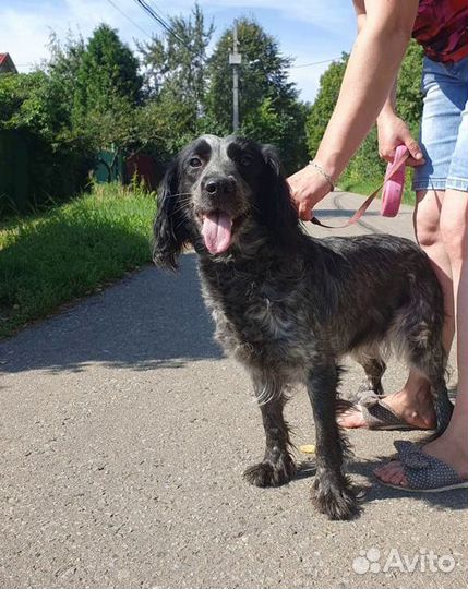 Спаниель Моня в дар