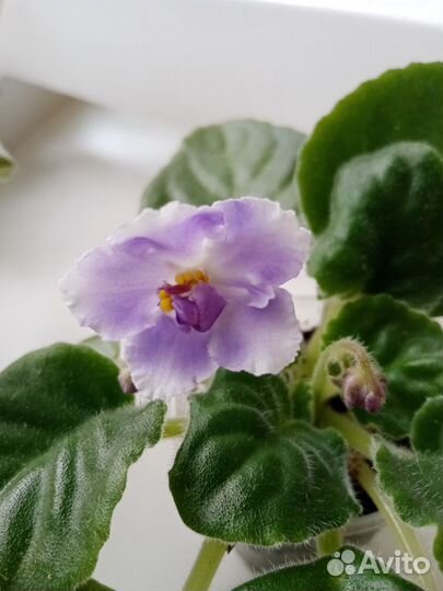 Фиалка (детка)