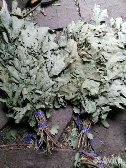 Веник дубовый прошлогодние