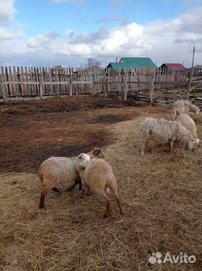 Катумские баранчик и ярочки