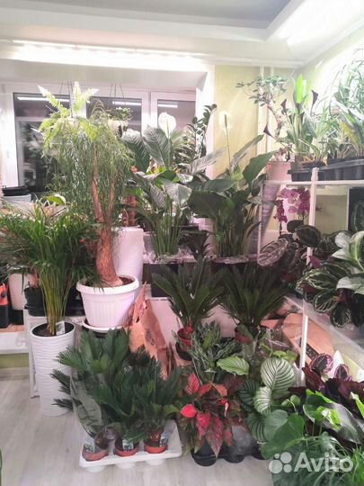 Комнатные растения цветы озеленение