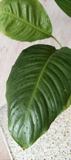 Спатифиллум