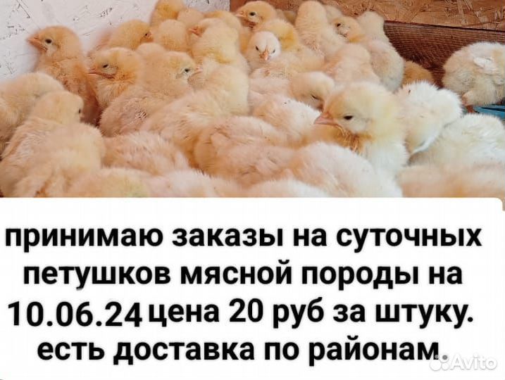 Цыплята