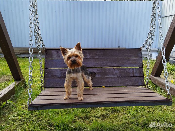 Йоркширский терьер вязка