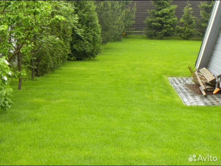Рулонный газон с укладкой Элитный