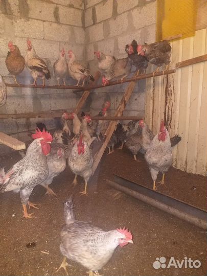 Инкубационное яйцо суточные цыплята