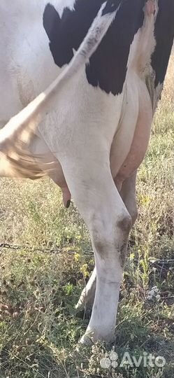 Корова чистокровная Голштинской породы