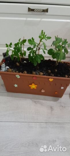 Азалия комнатная