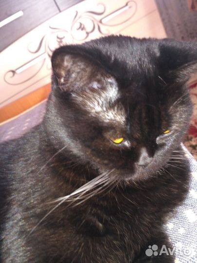 Британская кошка в дар