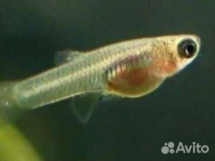 Аквариумные рыбки гуппи