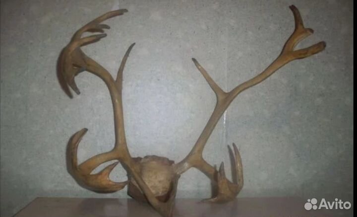 Рога Оленя
