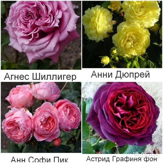 Парковые розы, Шрабы