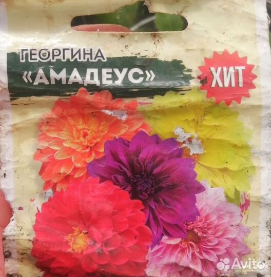 Рассада циннии, георгинов, астр, бархатцев