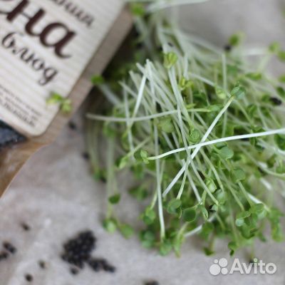 Семена для микрозелени