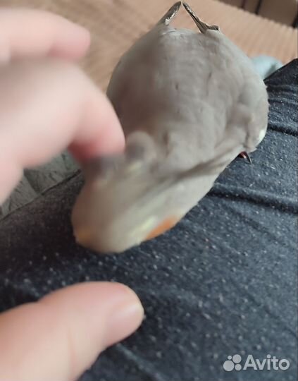 Попугай корелла ручной самка,самец,есть говорящий