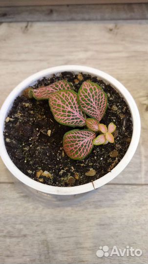 Фиттония, портулак