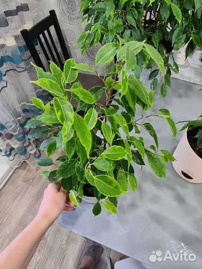 Фикус бенджамина 2 шт