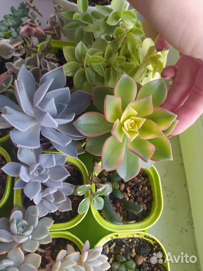 Суккуленты