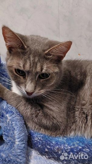 Кошечка Настя ищет дом