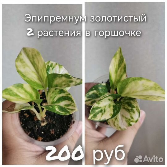 Фикусы, эпипремнумы, крассула