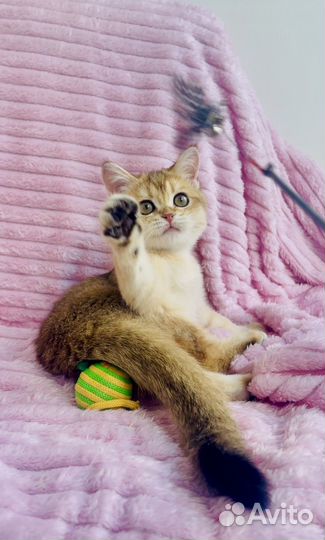 Девочка золото