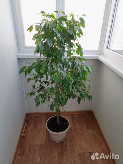 Фикус бенджамина