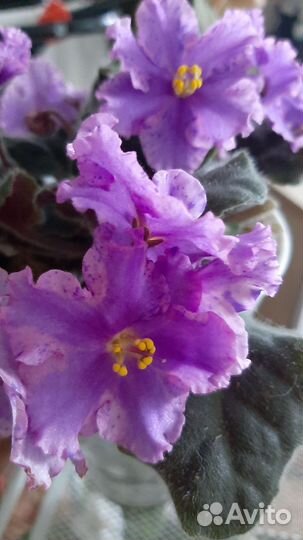 Лист фиалки