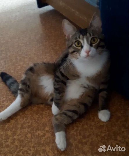 Котик 3 года