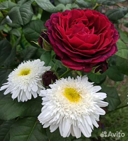 Ромашка Французская