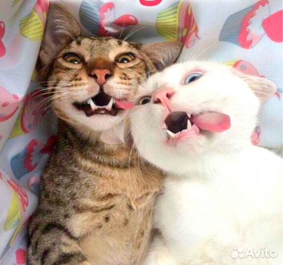 Передержка/ зооняня/гостиница для животных