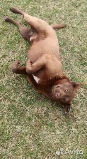 Ласковый и добрый кобель во двор