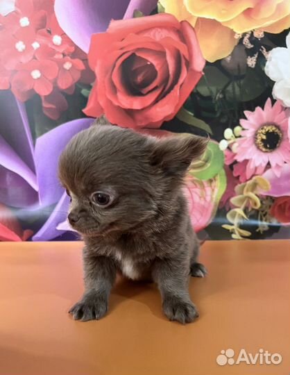 Супер мини чихуахуа. Лиловый мальчик, д/ш