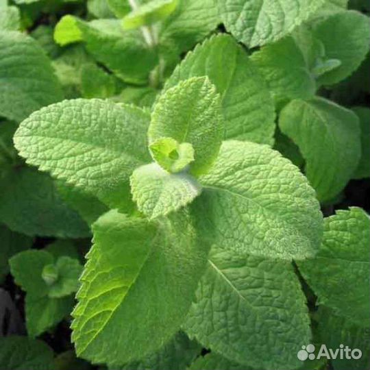 Эстрагон (тархун)