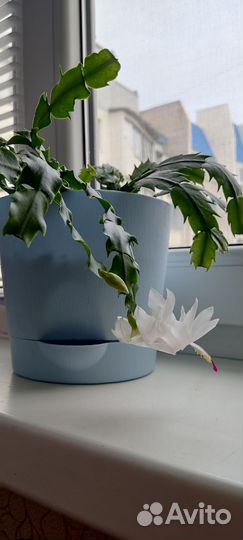 Декабрист шлюмбергера