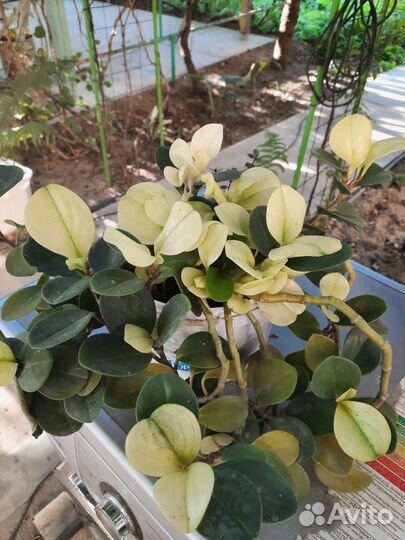 Комнатные цветы