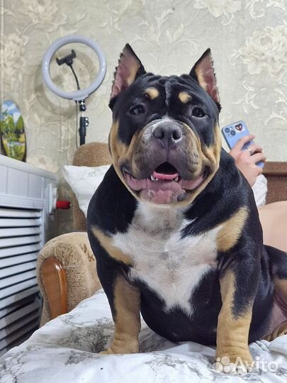 Американский булли