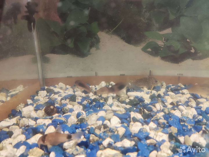 Аквариум на 100 литров