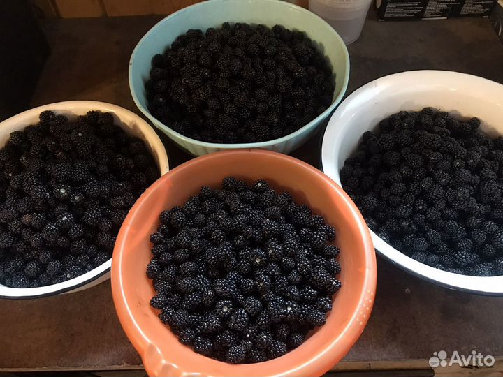 Саженцы ежевики