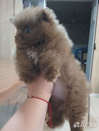 Щенок шпица мальчик