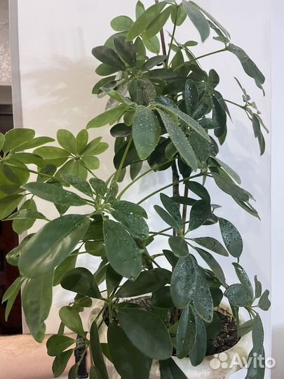 Комнатные цветы шефлера