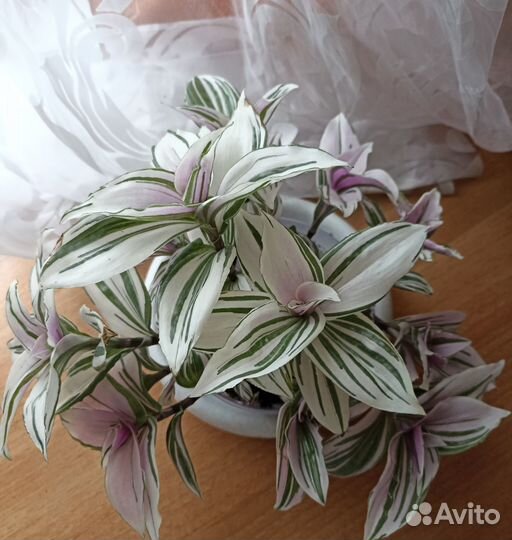 Традесканция