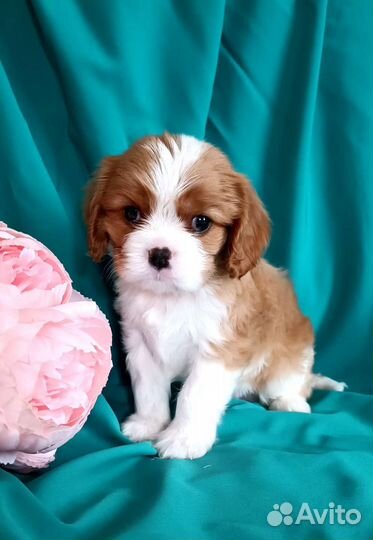 Кавалер Кинг Чарльз спаниель девочка