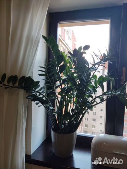 Замиокулькас цветущий