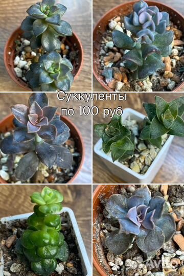 Комнатные растения