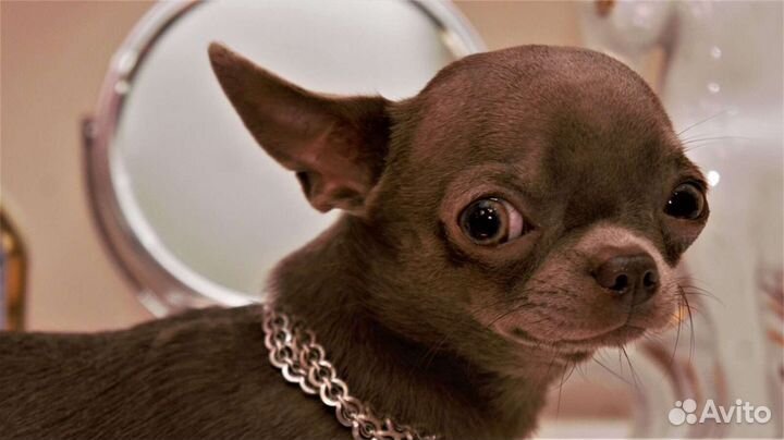 Вязка. Лиловый кобель(мини). Альфред. 